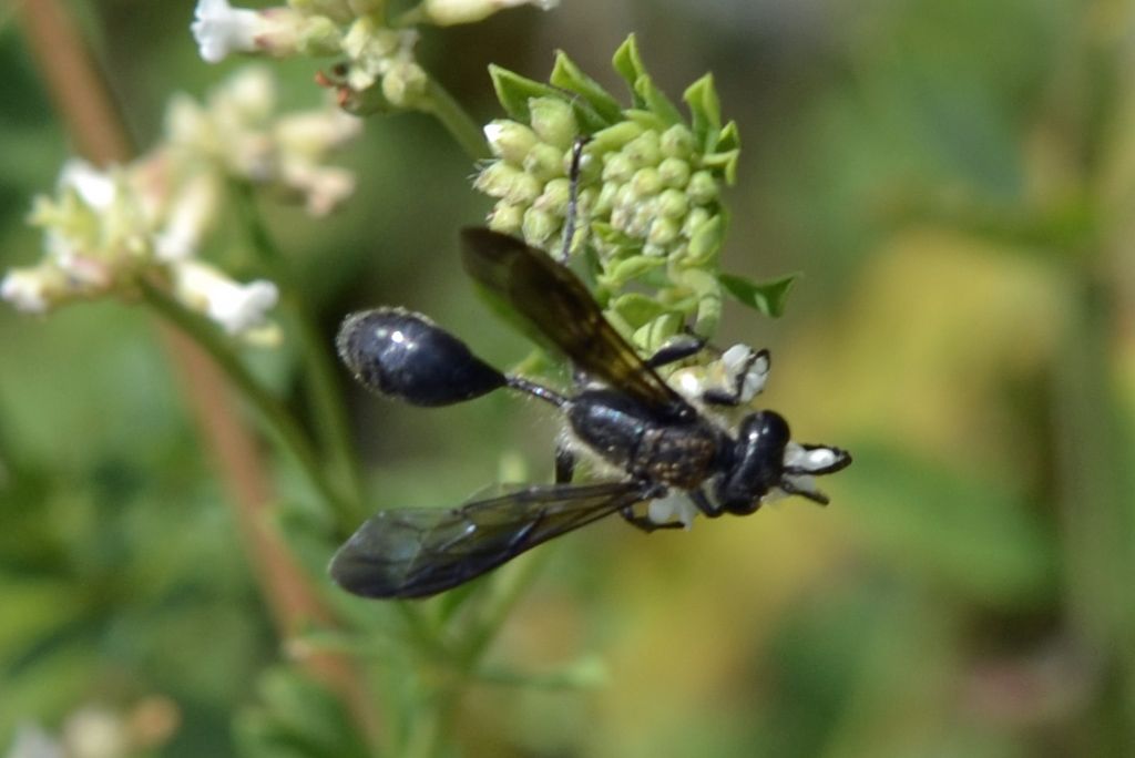 Isodontia mexicana, Sphecidae